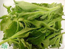 冰菜可以生吃嗎？冰菜能生吃嗎？