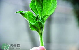 冰菜怎么吃？冰菜可以炒著吃嗎？
