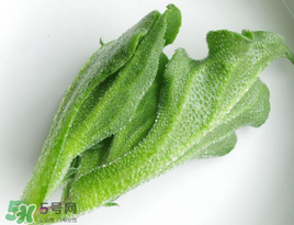 冰菜怎么吃？冰菜可以炒著吃嗎？