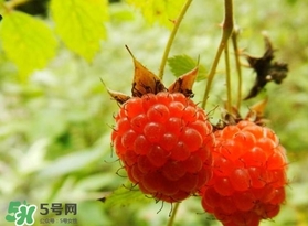 刺泡怎么吃？刺泡使用方法