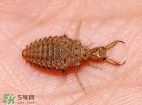 蟻獅價格多少錢一斤？蟻獅多少錢一克？