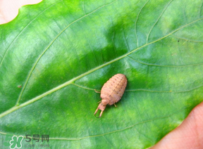 蟻獅價格多少錢一斤？蟻獅多少錢一克？