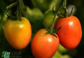 圣女果是小西紅柿嗎？圣女果和西紅柿的區(qū)別