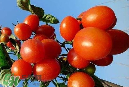 怎樣種植小番茄？小番茄怎么種