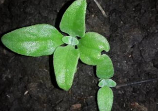 冰菜是什么菜？冰菜和冰草一樣嗎？