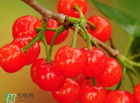 櫻桃可以帶上飛機(jī)嗎？坐飛機(jī)可以帶櫻桃嗎？