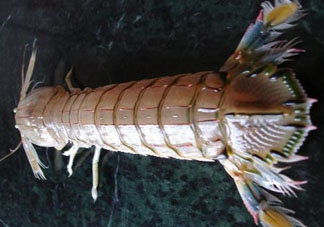 爬蝦蒸還是煮？爬蝦蒸好還是煮好？