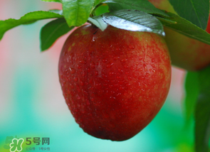 油桃多少錢(qián)一斤？油桃多少錢(qián)一斤2017？