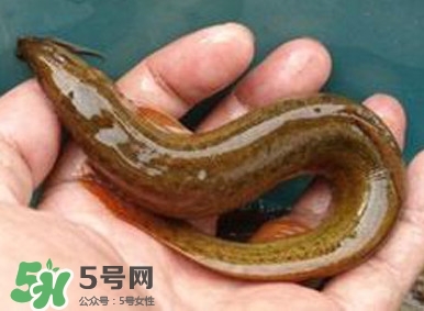 泥鰍如何養(yǎng)？野生泥鰍怎么養(yǎng)