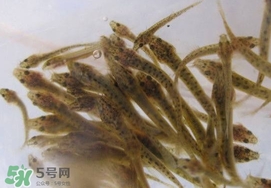 泥鰍吃什么？泥鰍吃什么食物