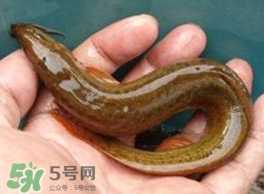 泥鰍是魚嗎？泥鰍是海鮮嗎