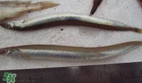 青島面條魚是什么魚？青島面條魚叫什么