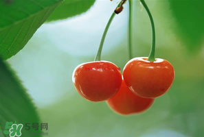 吃櫻桃會醉嗎？櫻桃吃多了會醉嗎？