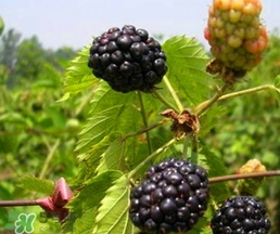 刺泡怎么保存？刺泡保存方法