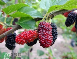 覆盆子是桑葚嗎？覆盆子和桑葚的區(qū)別