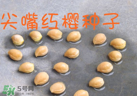 櫻桃籽怎么種小盆栽？櫻桃籽可以種植嗎？