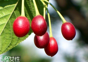 櫻桃籽有毒嗎？櫻桃籽能吃嗎？