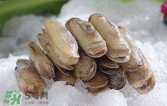 蟶子死了是什么樣子？死蟶子是什么樣子
