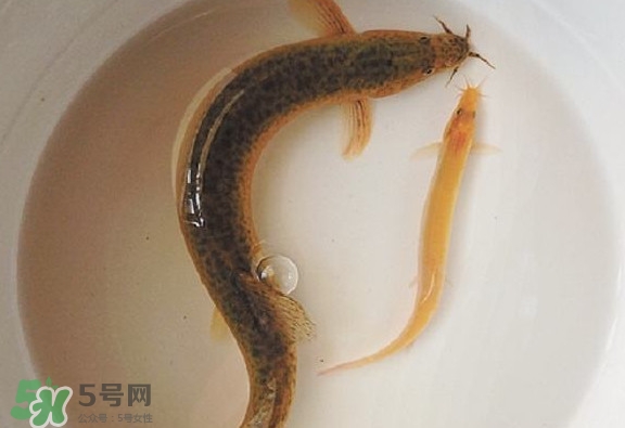 泥鰍吃什么？泥鰍吃什么食物