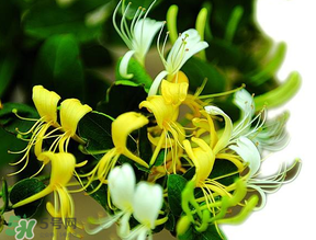 金銀花什么時(shí)候采摘最好？金銀花幾月份采摘？