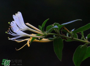 金銀花不能和什么一起吃？金銀花和什么相克？