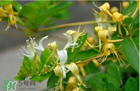 金銀花不能和什么一起吃？金銀花和什么相克？