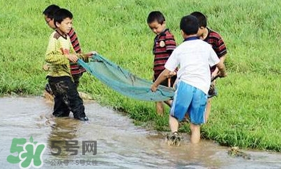 泥鰍怎么抓？泥鰍怎么捉