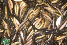泥鰍有幾種？泥鰍品種大全