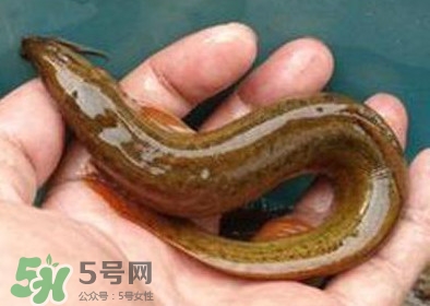 泥鰍死了多久不能吃？泥鰍死了怎么處理