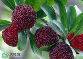 楊梅為什么有蟲子？楊梅有蟲能吃嗎？