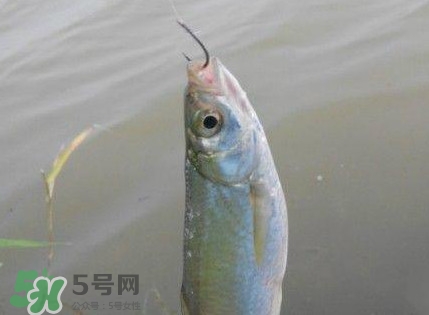 白條魚怎么釣？如何釣白條魚技巧