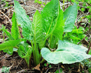 大耳毛野菜怎么吃？大耳毛野菜的做法