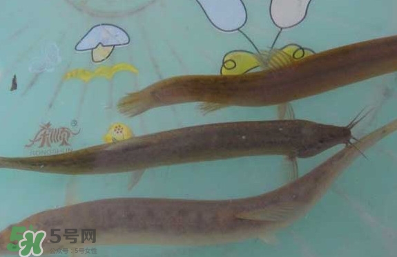泥鰍有幾種？泥鰍品種大全