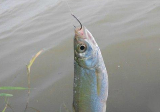 白條魚(yú)怎么釣？如何釣白條魚(yú)技巧