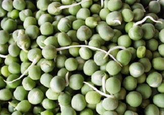 新鮮豌豆發(fā)芽了能吃嗎？豌豆發(fā)芽了還能吃嗎？