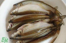 白條魚怎么釣？如何釣白條魚技巧