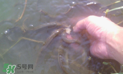 泥鰍有寄生蟲嗎？泥鰍有沒有寄生蟲