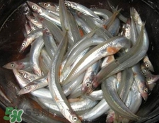 面條魚有什么營養(yǎng)？面條魚營養(yǎng)價值