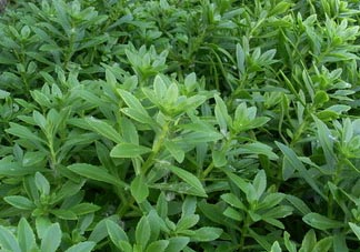 救心菜可以泡茶喝嗎？救心菜能泡水喝嗎？
