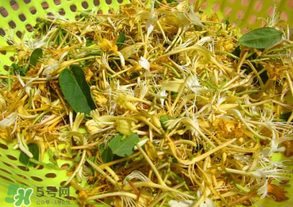 剛摘的金銀花能泡水喝嗎？剛摘的金銀花怎么處理？