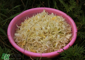 剛摘的金銀花能泡水喝嗎？剛摘的金銀花怎么處理？