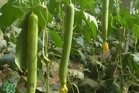 夏天種什么蔬菜？夏天適合種什么蔬菜