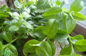 哪些人不可以吃救心菜？什么人不能吃救心菜？