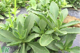 哪些人不可以吃救心菜？什么人不能吃救心菜？