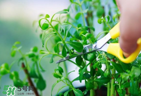 救心菜苦不苦？救心菜怎么吃不苦？