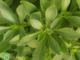 救心菜有毒嗎？救心菜怎么吃沒毒？