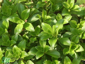 救心菜怎么種植？救心菜什么時候種？
