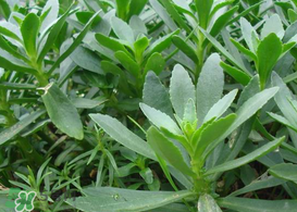 救心菜怎么種植？救心菜什么時候種？
