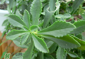 救心菜怎么種植？救心菜什么時候種？