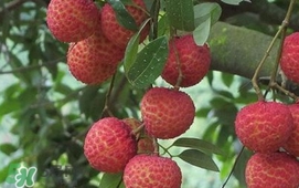荔枝什么時(shí)候上市？荔枝什么時(shí)候成熟